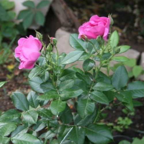 Virágágyi floribunda rózsa - Rózsa - The Oddfellows Rose® - Online rózsa vásárlás